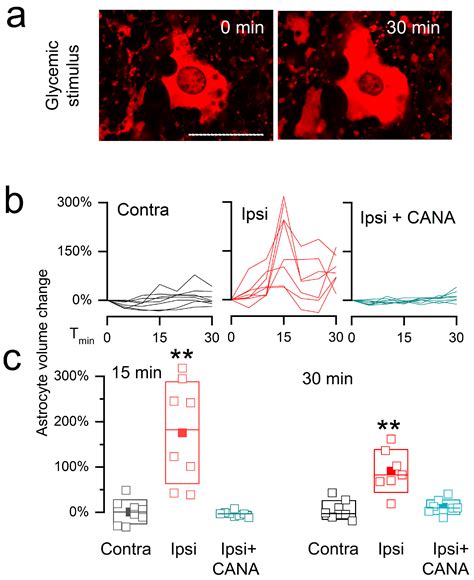 Cells Free Full Text Canagliflozin An Inhibitor Of The Na Coupled