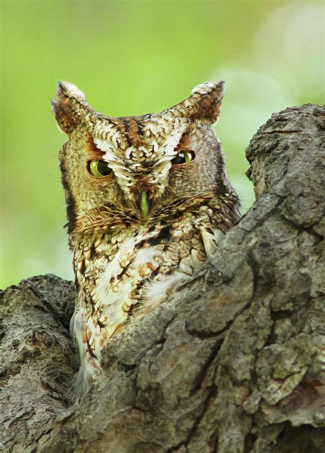 The Master Of Camouflage Photograph By Mircea Costina Photography