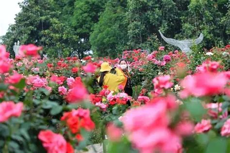 怎么也飞不出，枝江的花花世界澎湃号·政务澎湃新闻 The Paper