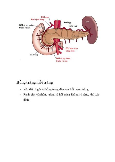 Giải Phẫu Sinh Lý Ruột Non