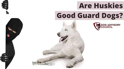 Are Huskies Good Guard Dogs How Protective Are Huskies Dog