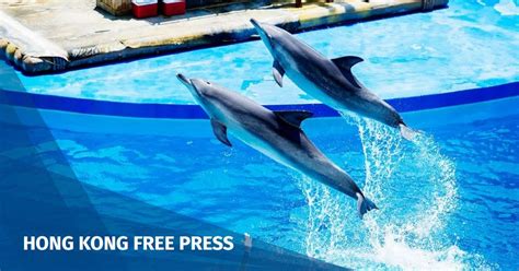 partial victory  activists  ocean park axes dolphin shows  part