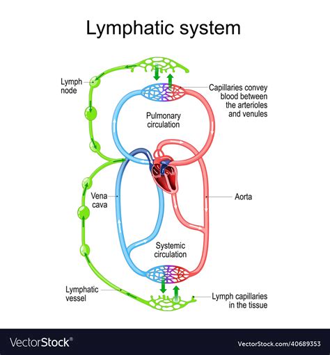 Lymphatic Circulation System Parts Of Immune Vector Image