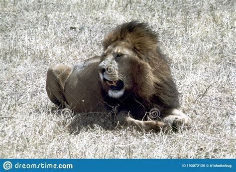 Lion Resting On The Savanna Stock Photo Image Of Reserve Wildlife