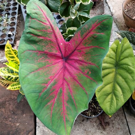 Caladium Red Flash Elephant Ear Red Flash In Gardentags Plant