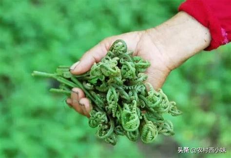 蕨菜什么季节有（什么时候有蕨菜） 昕阳网