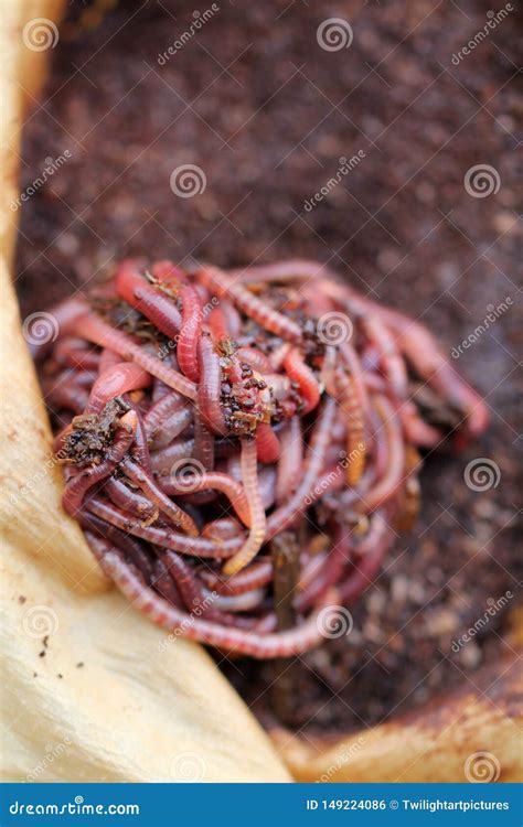 Red Californian Compost Worms in Coffee Stock Photo - Image of earth, humus: 149224086