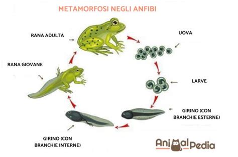 Anfibi Elenco Esempi Caratteristiche E Immagini