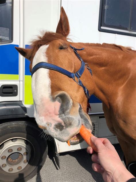 Remembering the Life and Career of Rubin Cohen 31