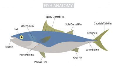 Anatomy posters to size of wall • illustration, anatomy, isolated • page 12921 | myloview.com