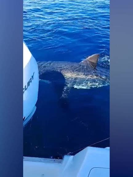 Fishers Encounter Great White Shark Off Robe Sa Police News World