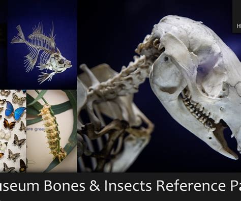 ArtStation - Museum Bones & Insects Reference Pack | Resources