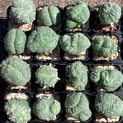 Peyote Mescal Button Lophophora Williamsii Artofit