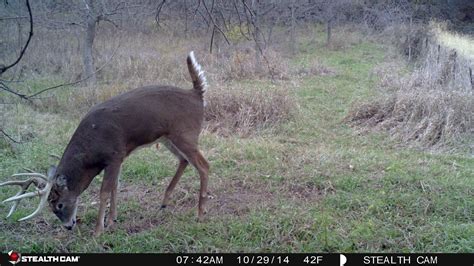 Trail Camera Photos | Bowhunting.com