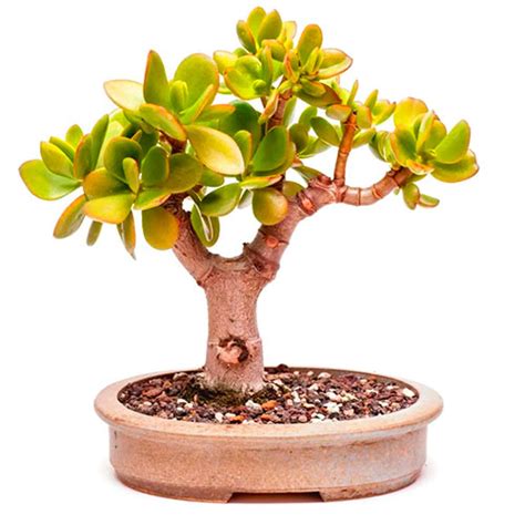 Ficha T Cnica Bons I Rbol De Jade Crassula Ovata