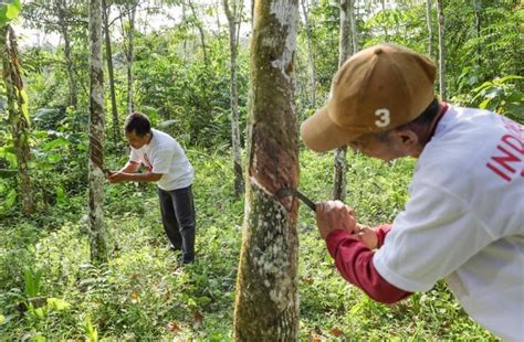 Provinsi Penghasil Karet Terbesar Di Indonesia Pulau Sumatera Masih