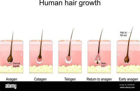 Human hair growth. life cycle of hair follicle. phases anagen, catagen ...