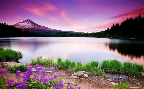 Lake Flowers Wallpapers - Wallpaper Cave