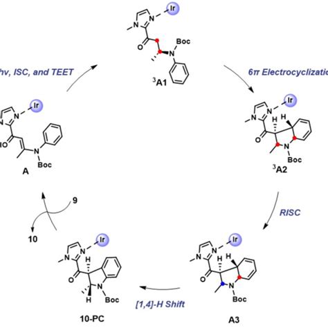 Scheme 4 Catalytic Cycle Of 6π Photoelectrocyclizations Teettriplet Download Scientific