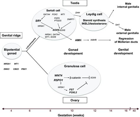 A Summary Of The Critical Molecular And Genetic Events In Mammalian Sex