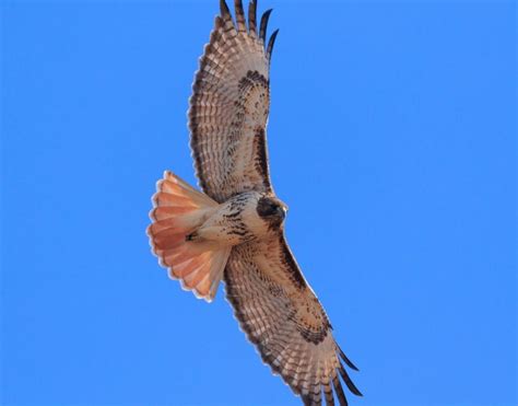 Hawks In Texas Birdsexpert