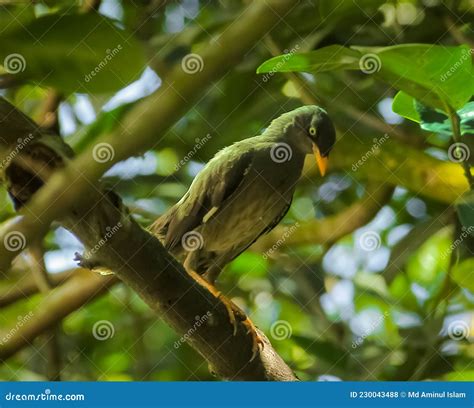 Javan Myna Bird Is Sitting On A Branch Of Tree Stock Photo Image Of