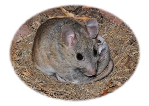 How to Get Rid of Pack Rats in Arizona | birdingthebrookeandbeyond