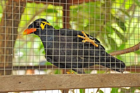 Common Hill Myna Cage Stock Photos Free And Royalty Free Stock Photos