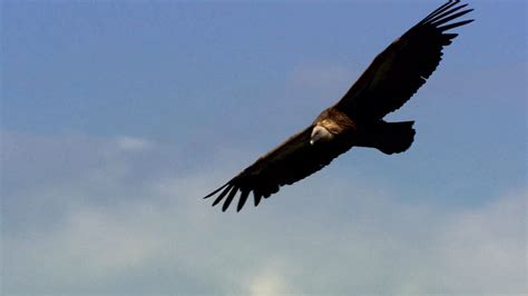 Griffon Vulture Best Hd Wallpaper 76362 Baltana