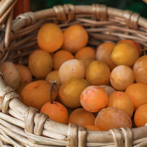 Recette Clafoutis Aux Mirabelles De Cyril Lignac Hot Sex Picture