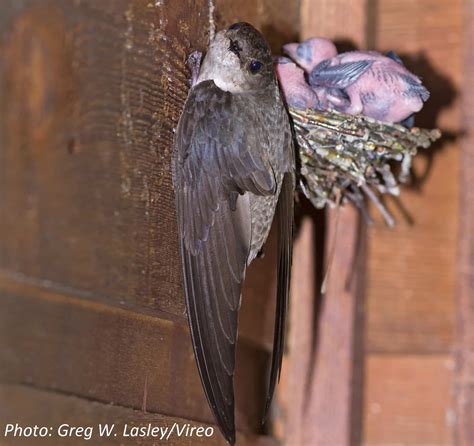 It's Breeding Season for Federally-Protected Chimney Swifts! » Chimney ...