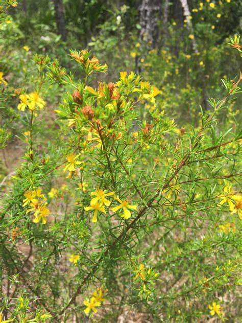 Peelbark St John S Wort From Old Sawmill Rd Deland Fl Us On