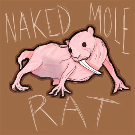 JAMES GORCZYCA Naked Mole Rat Lyrics Genius Lyrics