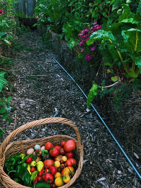 Straw Bale Gardening Tomatoes Ideas For This Year Sharonsable