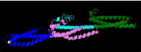 Figure 4 From Dystrophin Gene Editing By CRISPR Cas9 System In Human