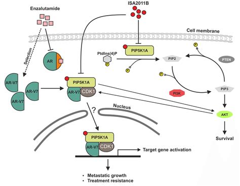 A schematic model shows that PIP5K1α acts on two parallel signaling ... 