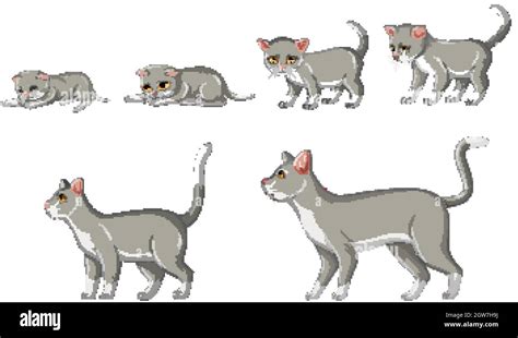 Evolución Del Gato Imágenes Vectoriales De Stock Alamy