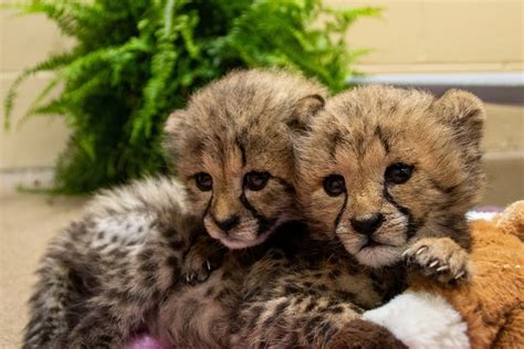 Name Our Female Cheetah Cubs! Zoo's New Residents Await Identification ...