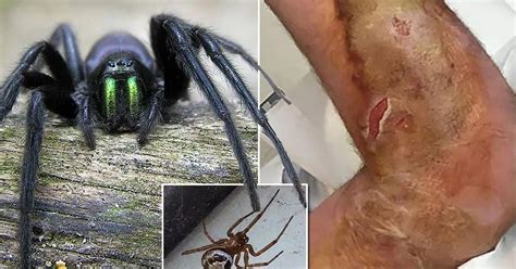 Creepy Army Of Ireland S Most Dangerous Spiders Set To Invade Homes In