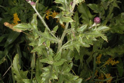 Cirsium Arvense Asteraceae Image At Phytoimages Siu Edu