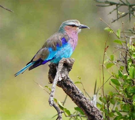 Birdwatching Safaris George S Safari Tours