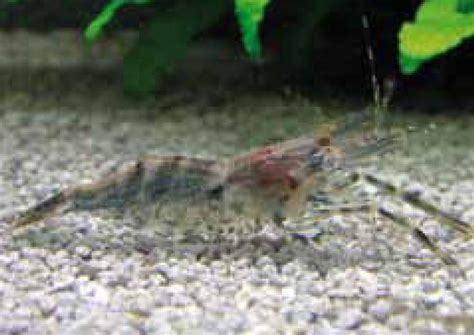 Recognising Shrimp Diseases And Reacting In Time