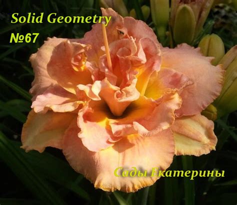 Махровые лилейники - Махровые лилейники - Заказать садовые цветы с ...