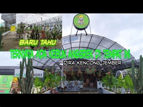 suasana  green house anggrek dira kencong youtube