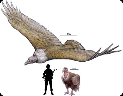 Argentavis is the largest flying bird ever discovered. | Argentina ...