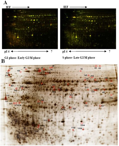 2 D DIGE Analysis Of P Donghaiense At The Different Cell Cycle