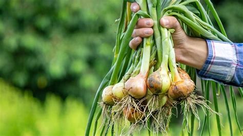 Paso A Paso Aprende A Cultivar Cebolla En El Huerto De La Forma M S