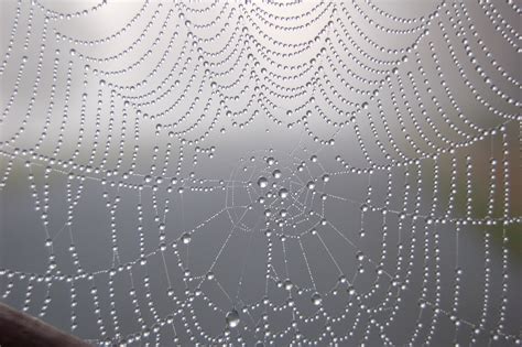 Wallpaper Spider Web Water Moisture Line Dew Pattern Drop Sky