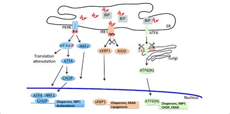 The Unfolded Protein Response Cascade Stressful Conditions Due To