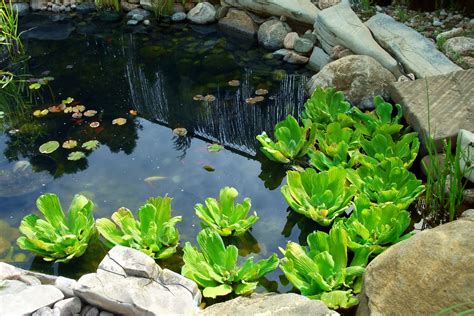 Comment créer une mare naturelle dans votre jardin Verger Mirabelle